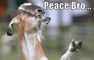 Peace Out, Goat Problems