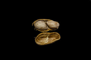 Peanut